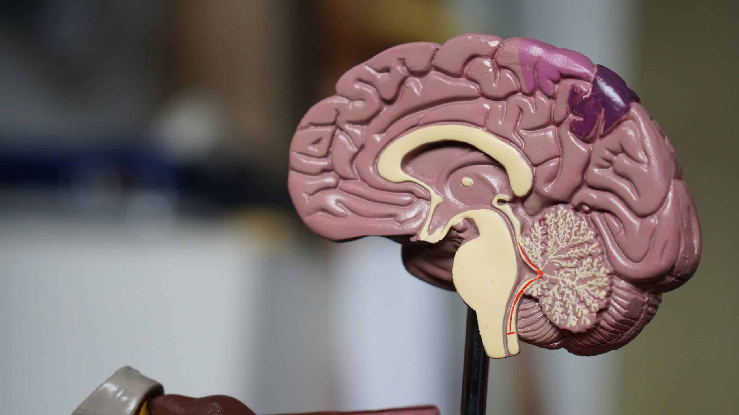 Une maquette du cerveau humain coupé en son milieu